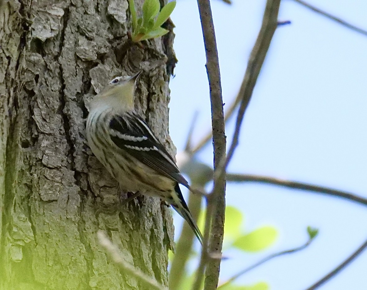 Blackpoll Warbler - Martin Byhower