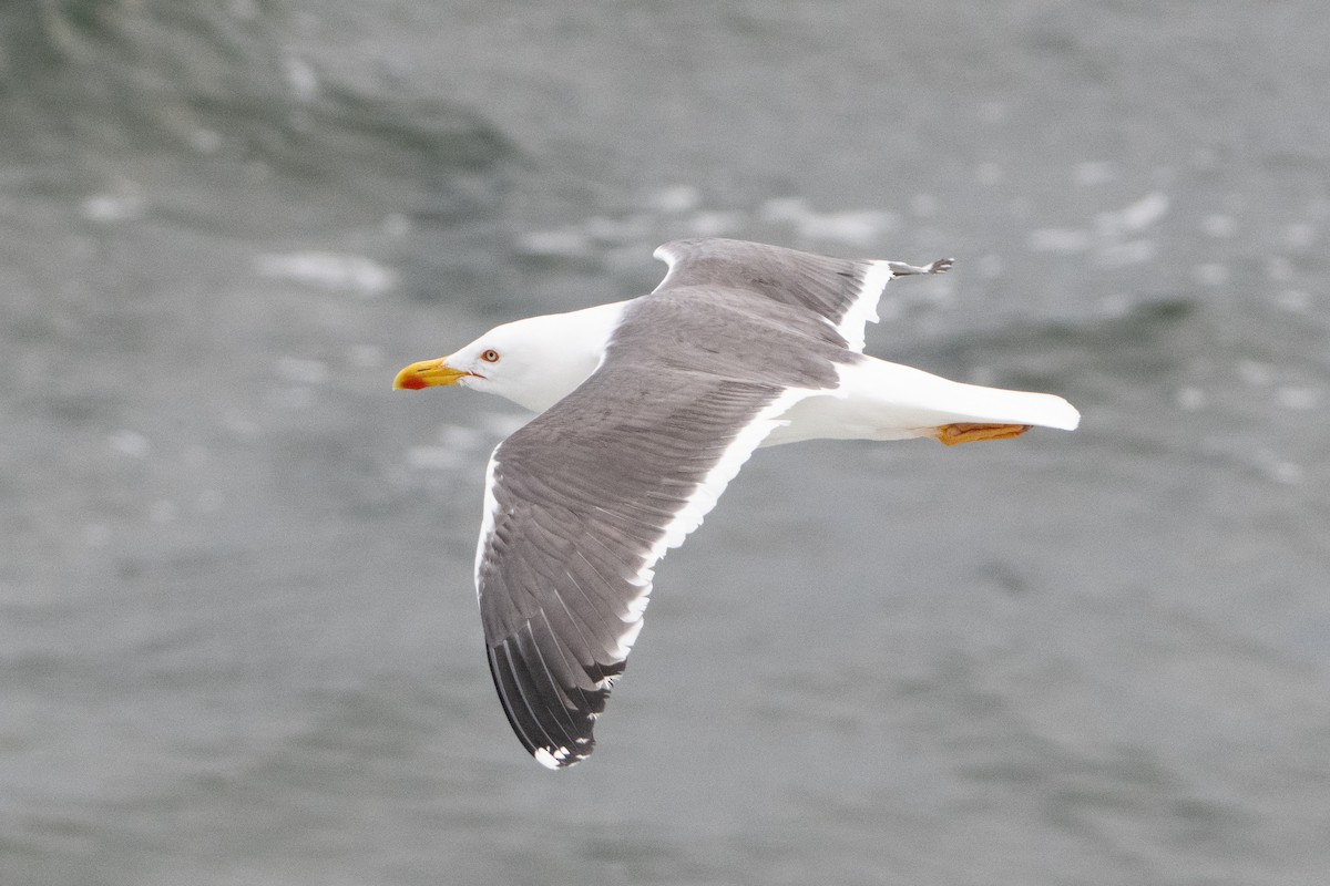 Lesser Black-backed Gull - Guido Van den Troost