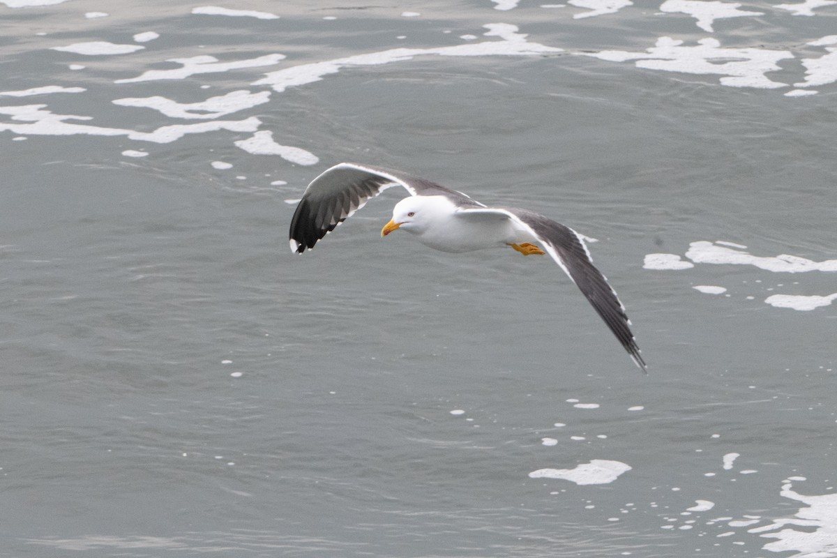 Lesser Black-backed Gull - Guido Van den Troost