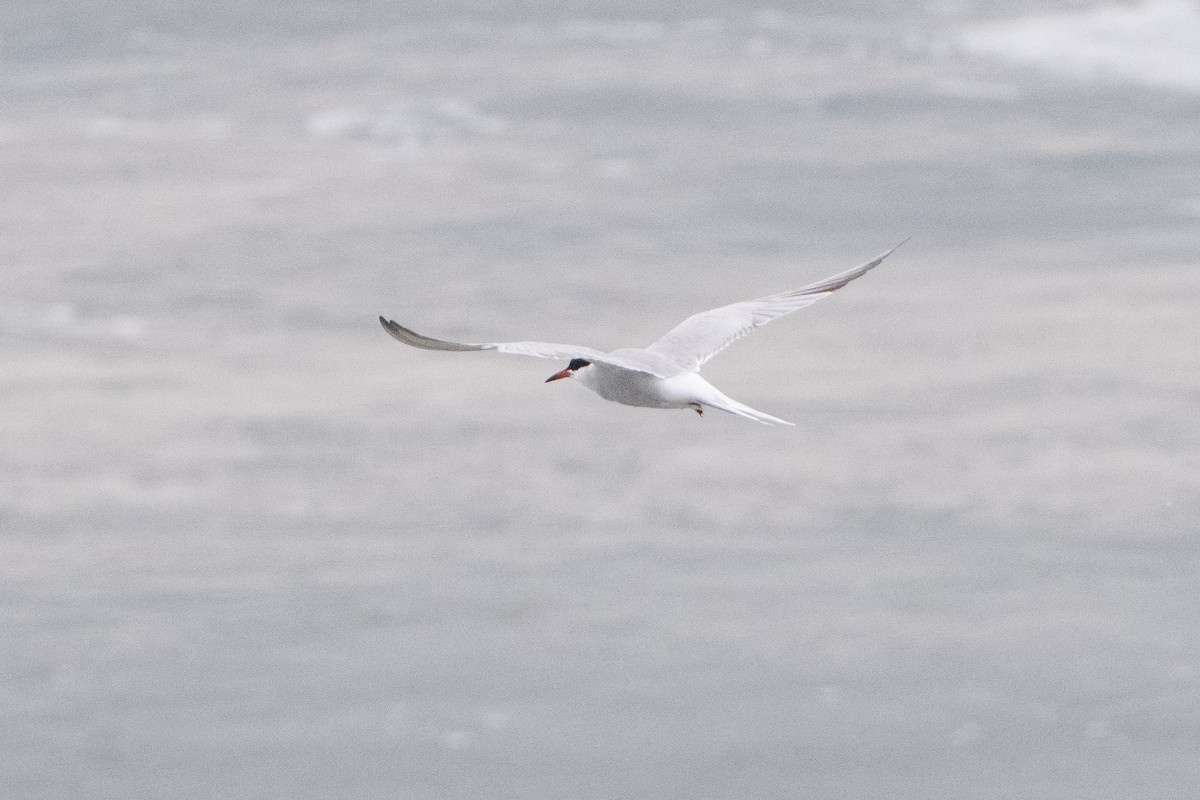 Common Tern - Guido Van den Troost