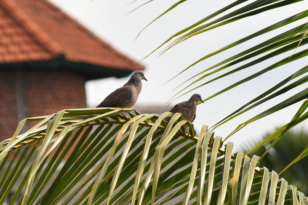 Spotted Dove - Jorge Juan Rueda