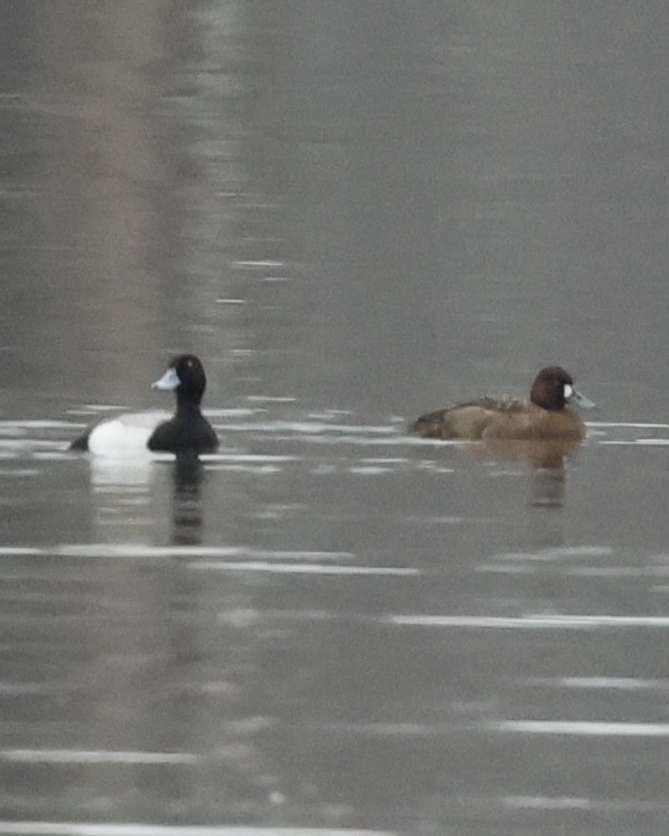 Greater Scaup - Rob Mueller