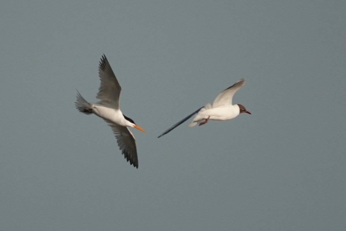 Elegant Tern - Vincent PERRIN