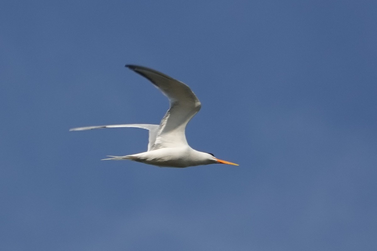 Elegant Tern - Vincent PERRIN