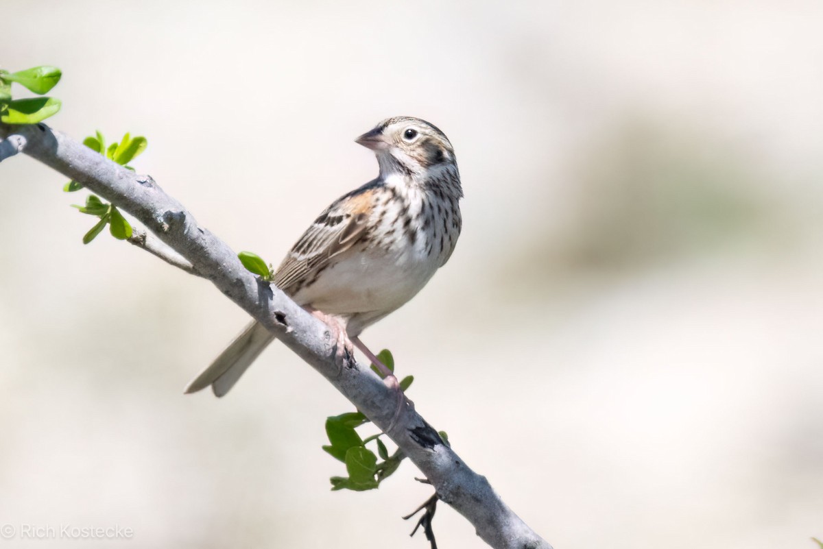 Vesper Sparrow - Rich Kostecke