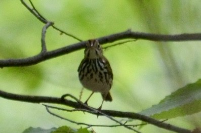 Ovenbird - Beth Daugherty