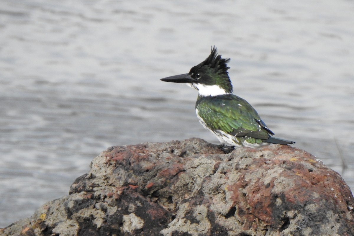 Amazon Kingfisher - Diego Castelli