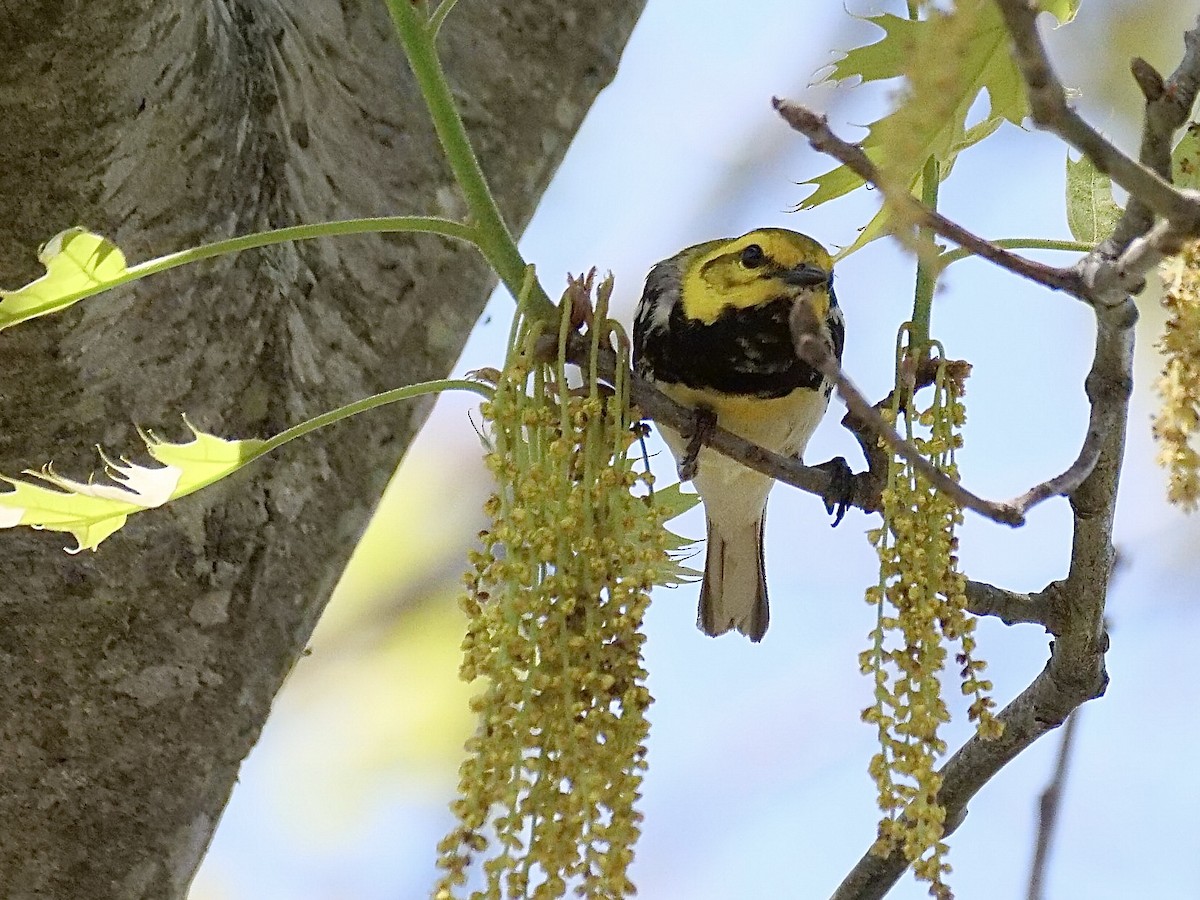 Black-throated Green Warbler - Martin Byhower