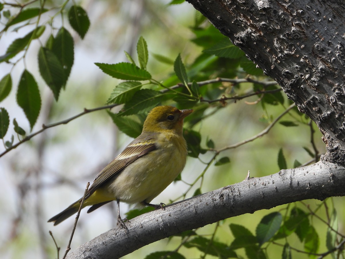 Western Tanager - Tom Wuenschell