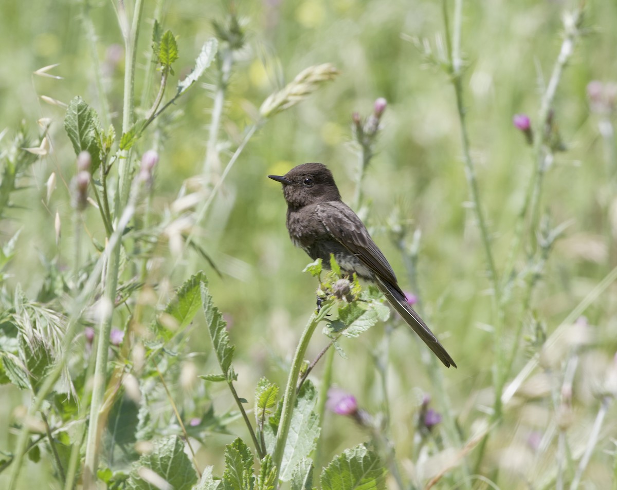 Black Phoebe - ML619496155