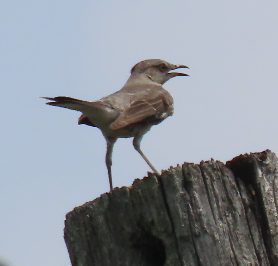 Northern Mockingbird - Bill Wright_cc