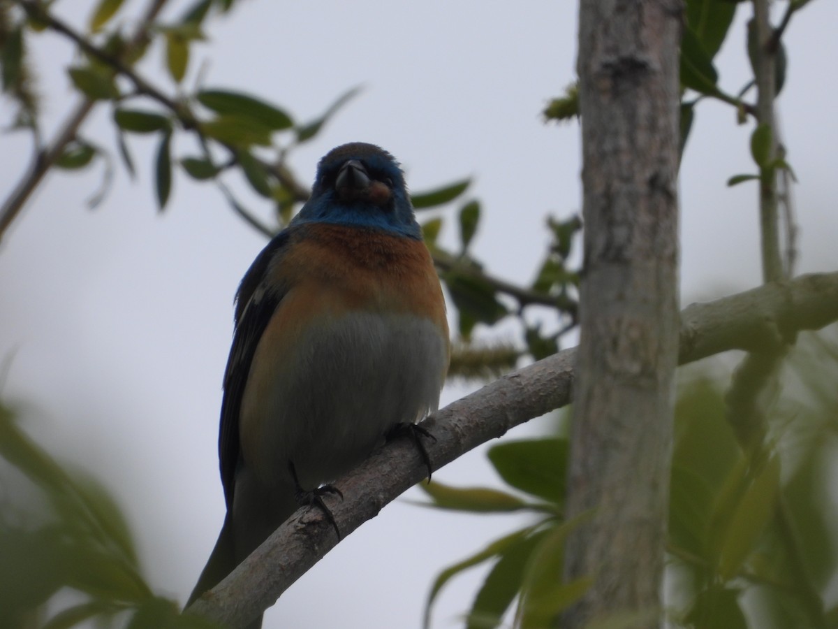 Lazuli Bunting - Tom Wuenschell