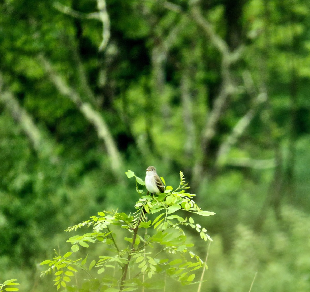 Willow Flycatcher - scott baldinger