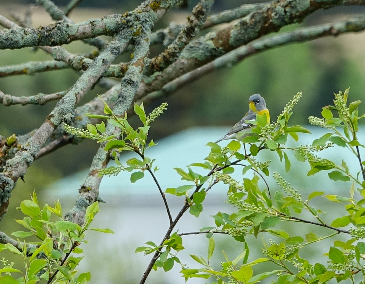 Nashville Warbler - ML619496171