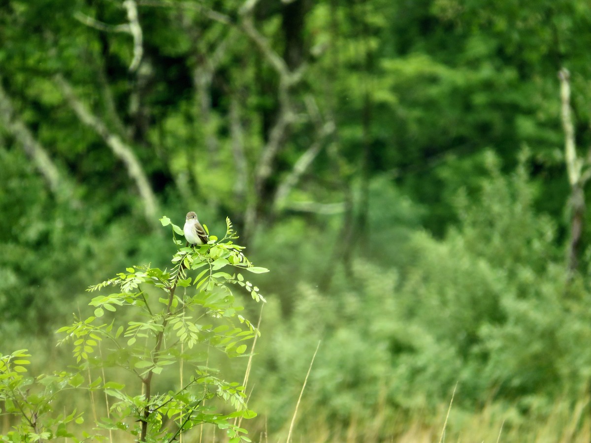 Willow Flycatcher - scott baldinger