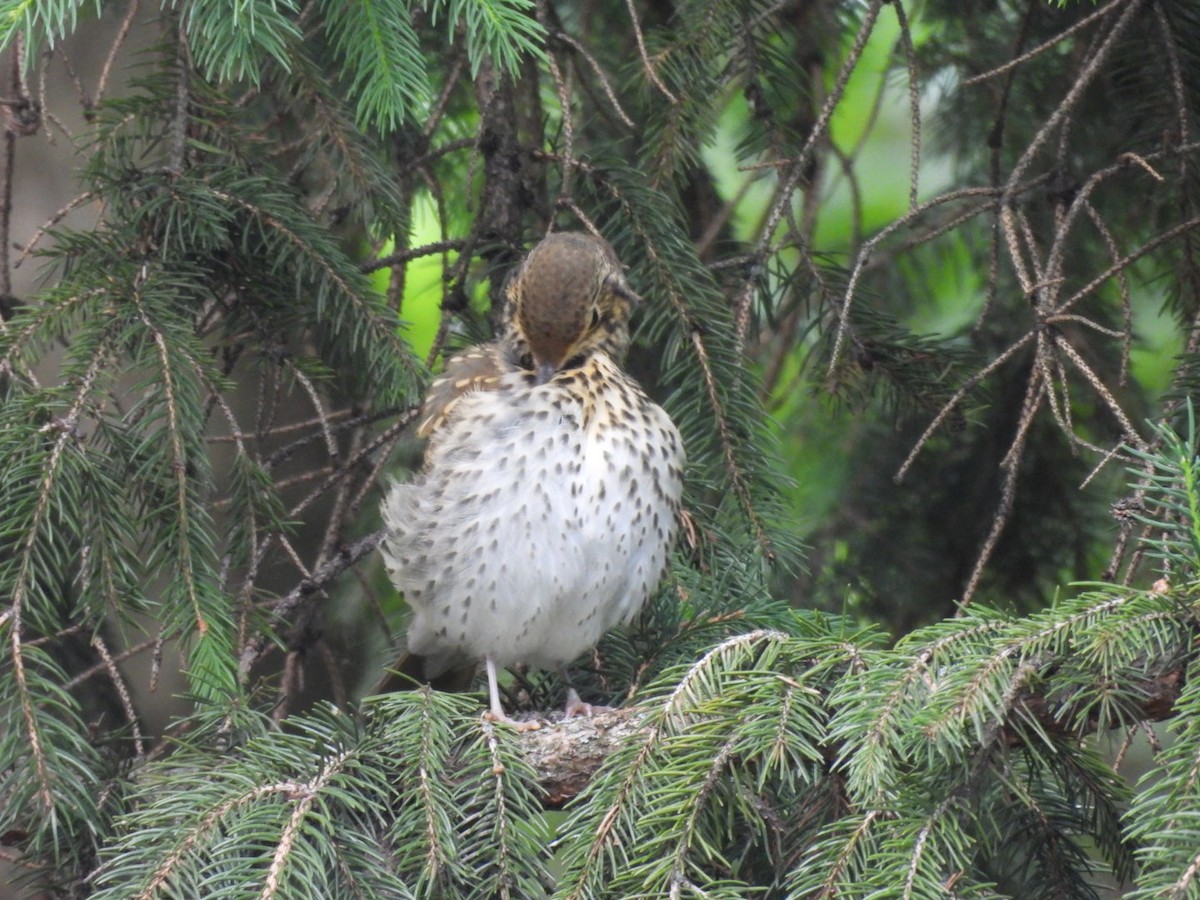 Song Thrush - Zuzana Kobesova