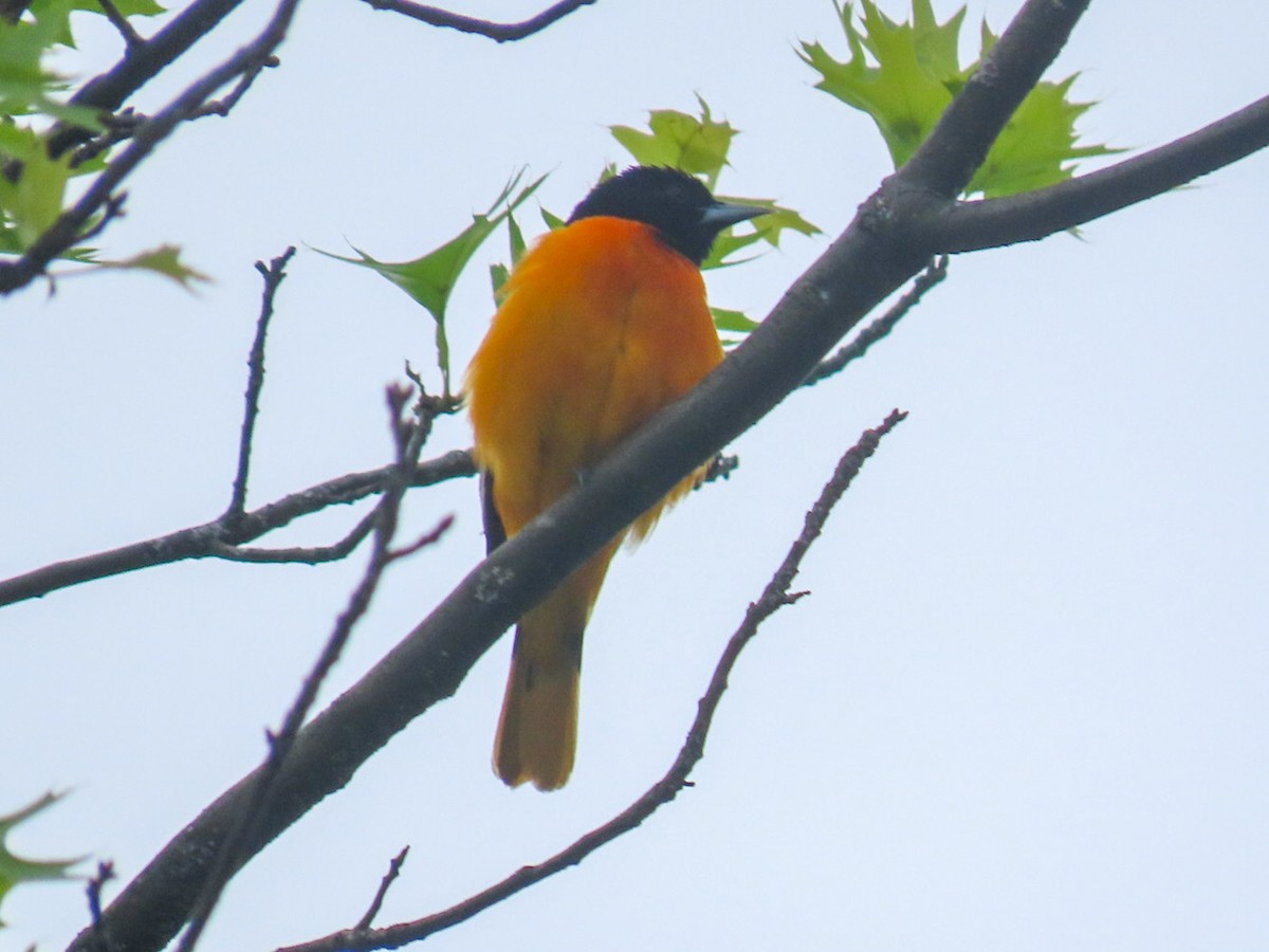 Baltimore Oriole - Jack Pauw