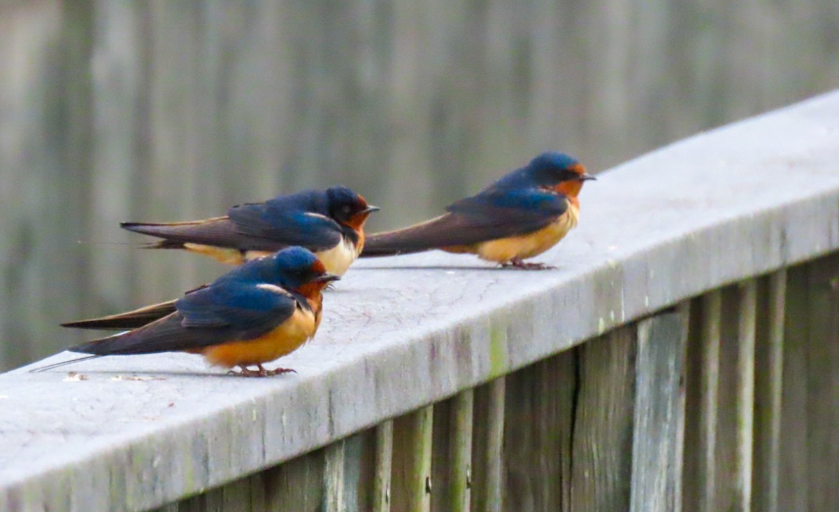 Barn Swallow - Jack Pauw