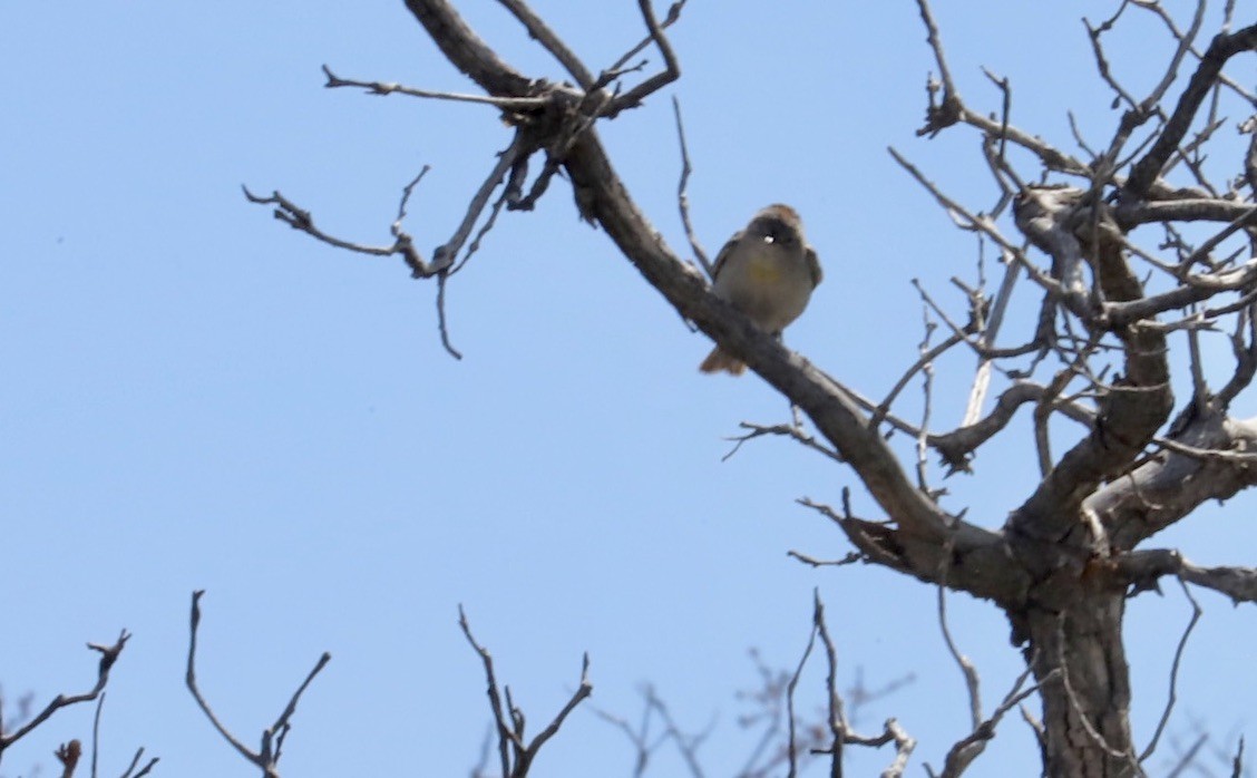 Virginia's Warbler - JoAnn Dalley