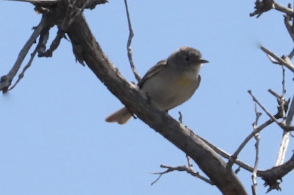 Virginia's Warbler - JoAnn Dalley