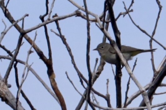 Lucy's Warbler - JoAnn Dalley