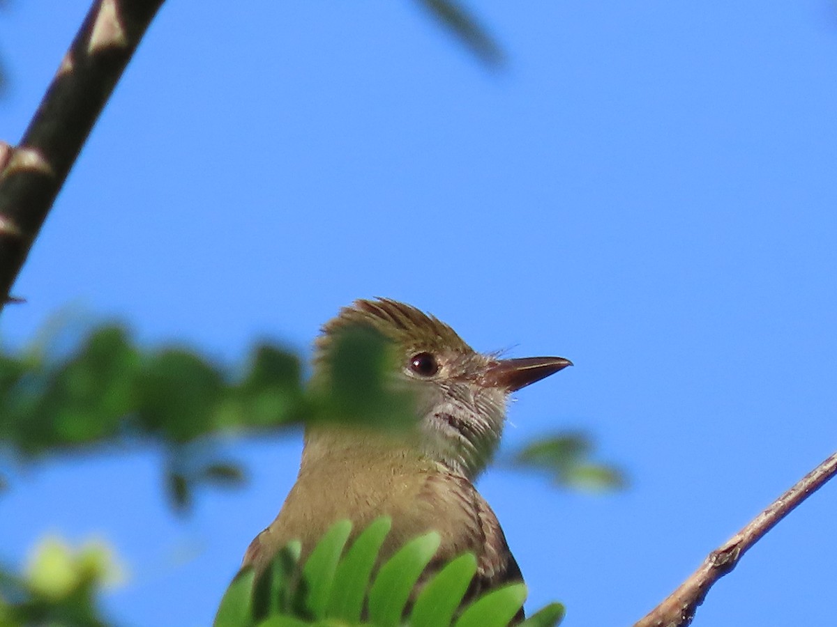 Great Crested Flycatcher - Dick Zerger