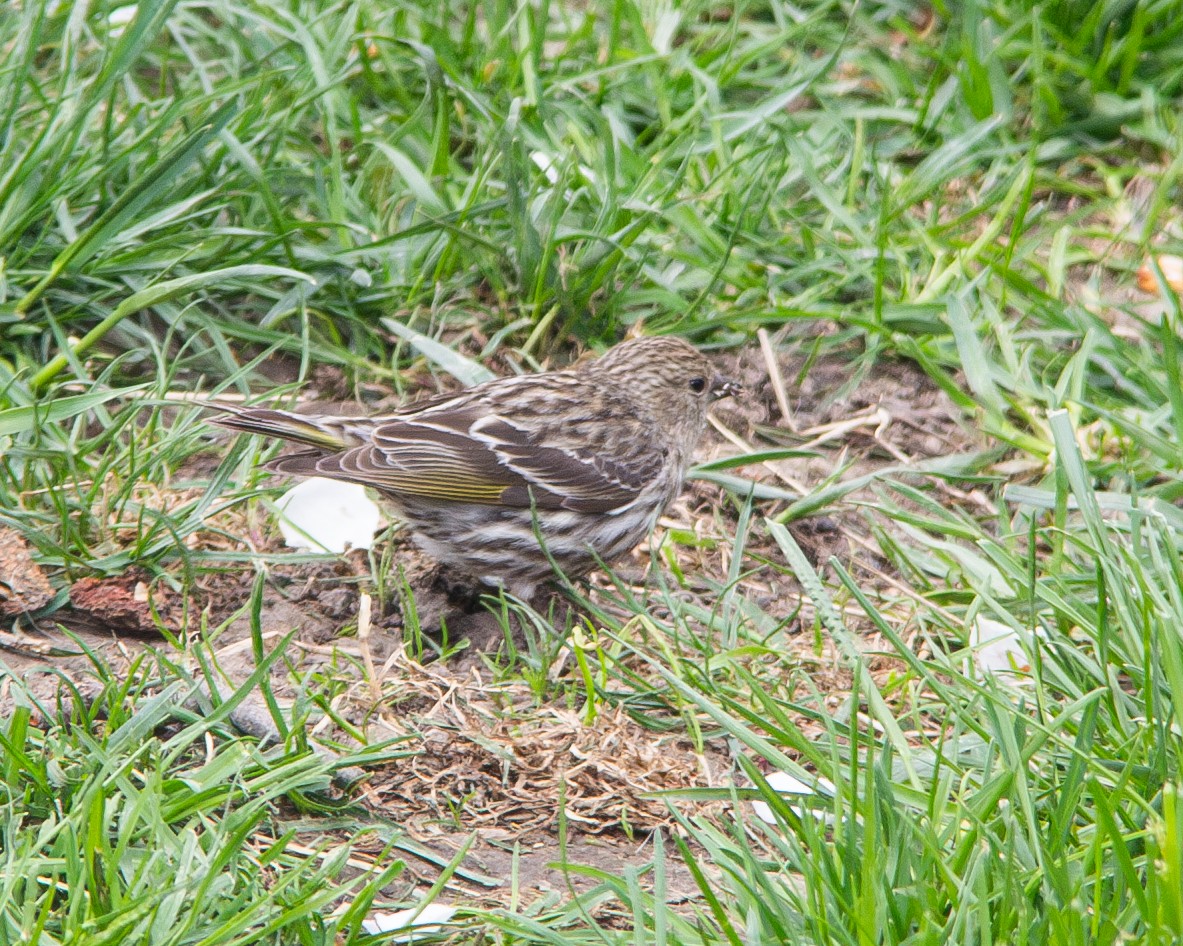 Pine Siskin - Karinne Nugent