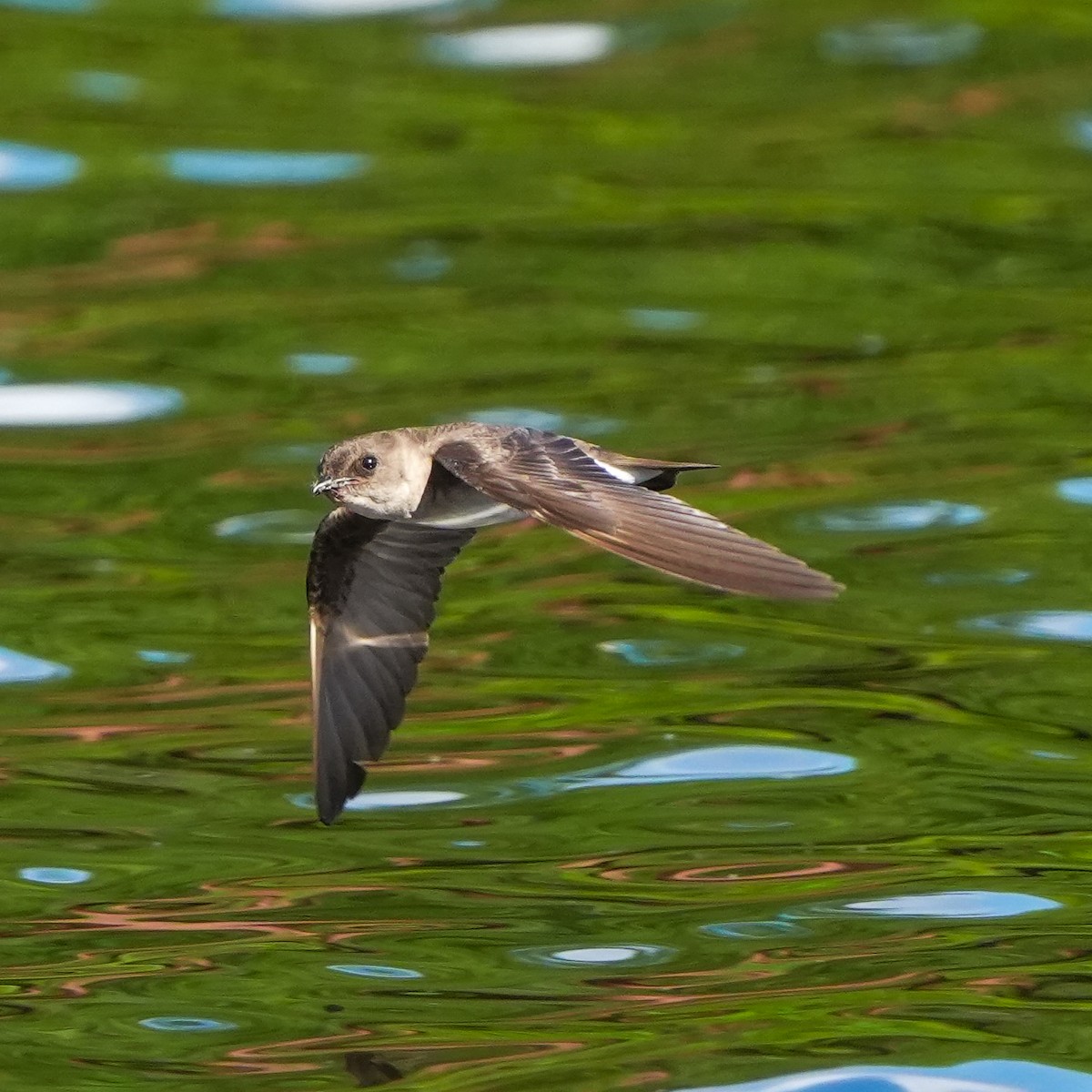 Northern Rough-winged Swallow - TJ Byrd