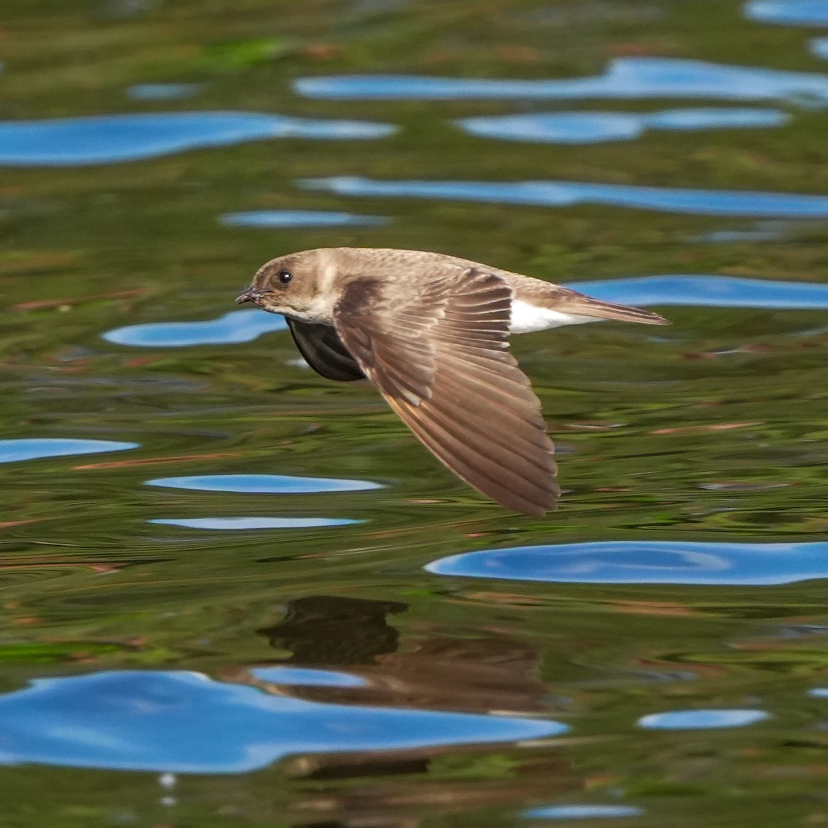 Northern Rough-winged Swallow - TJ Byrd