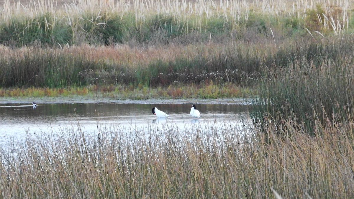 Black-necked Swan - Hugo Valderrey