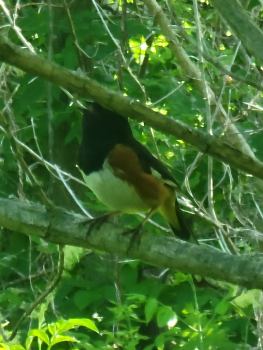 Eastern Towhee - Scott Harp