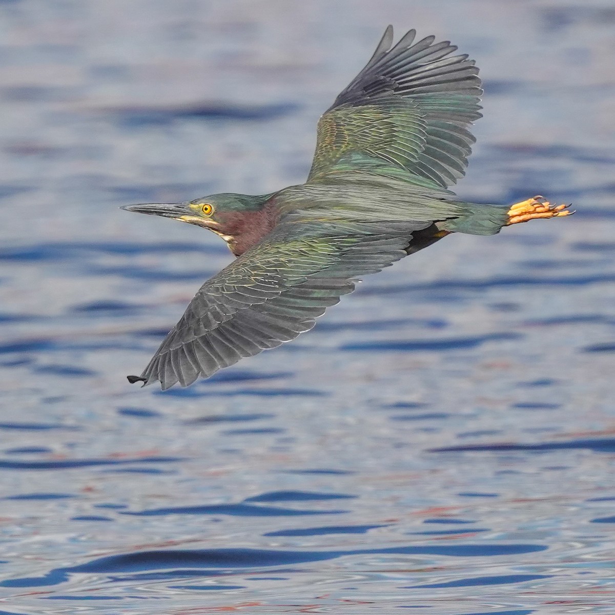 Green Heron - ML619496220