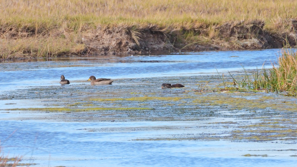 Yellow-billed Pintail - Hugo Valderrey