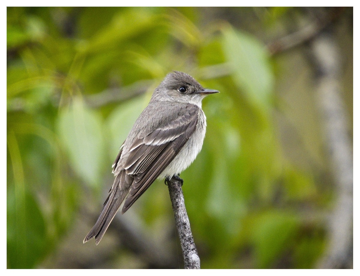 Western Wood-Pewee - Doug Lawson