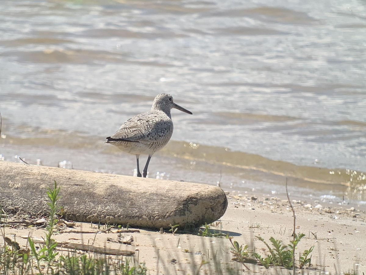 Willet (Western) - Anonymous