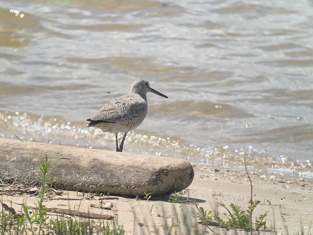 Willet (Western) - Anonymous