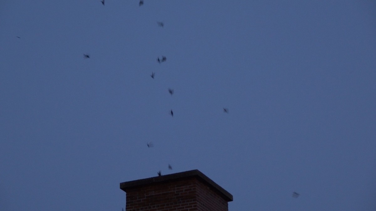 Chimney Swift - André BERNARD