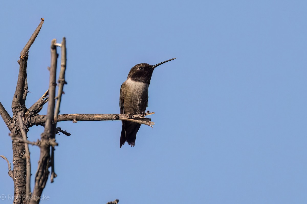 Black-chinned Hummingbird - Rich Kostecke