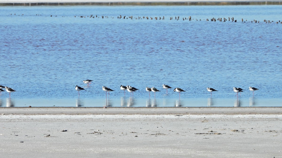 Black-necked Stilt - Hugo Valderrey