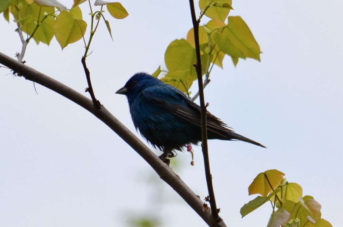 Indigo Bunting - Beth Daugherty