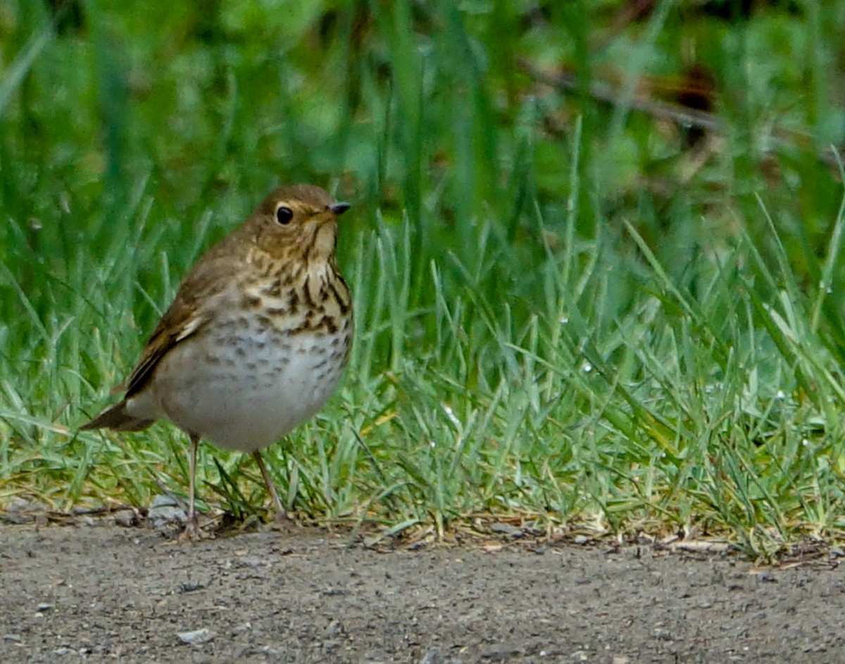 Swainson's Thrush (Olive-backed) - Denisette Laf