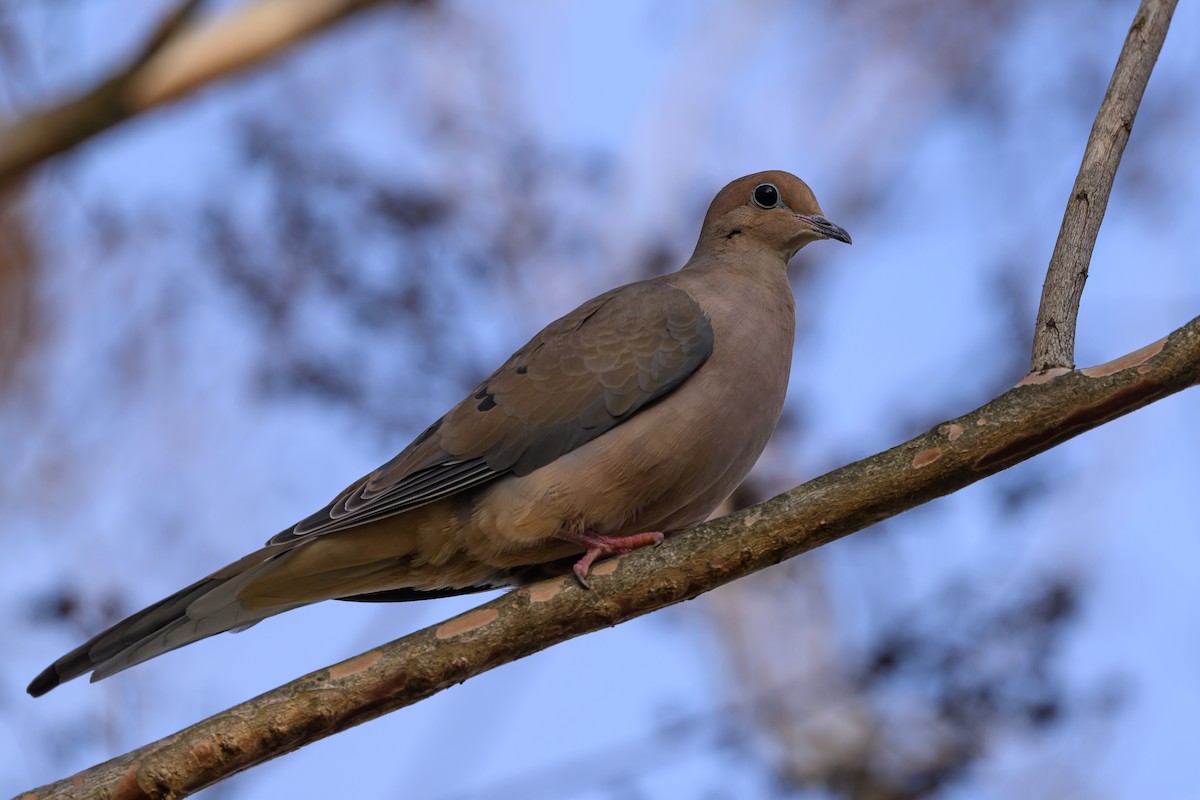 Mourning Dove - Stephen Davies