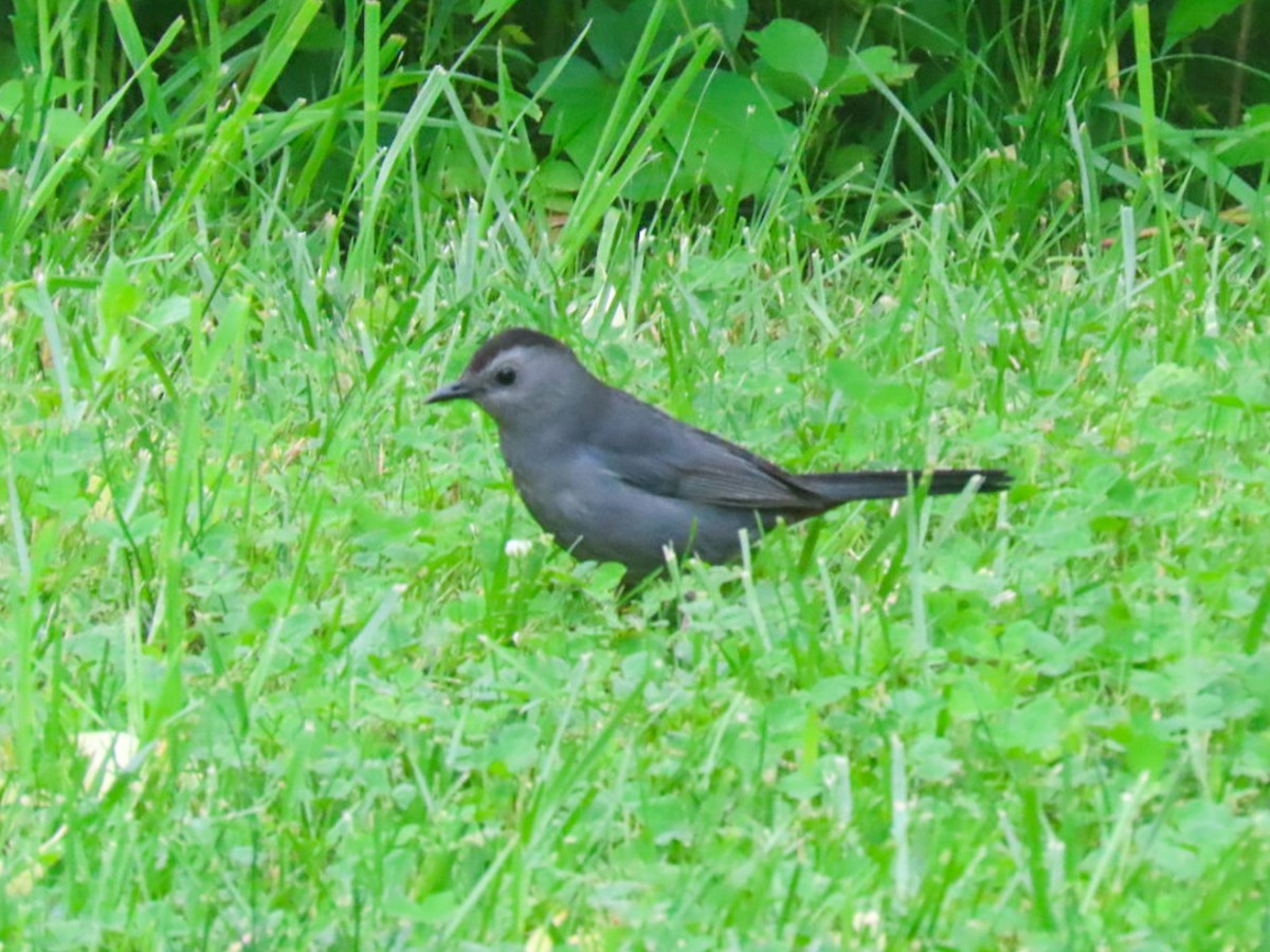 Gray Catbird - Jack Pauw