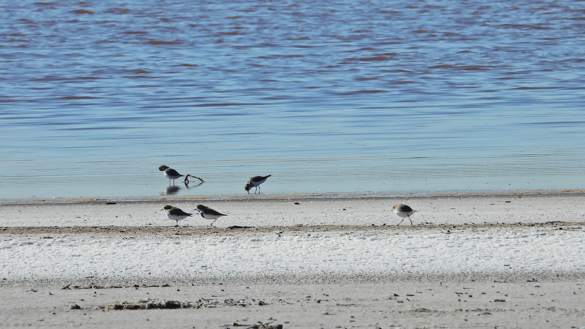 Two-banded Plover - Hugo Valderrey