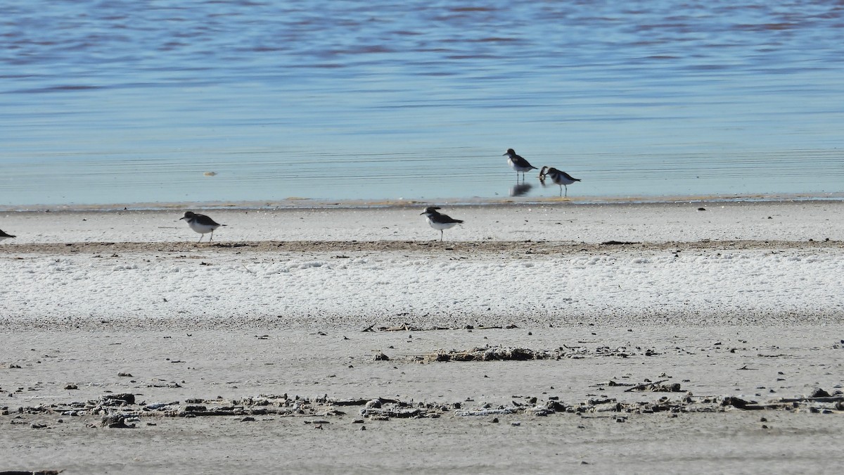 Two-banded Plover - ML619496265