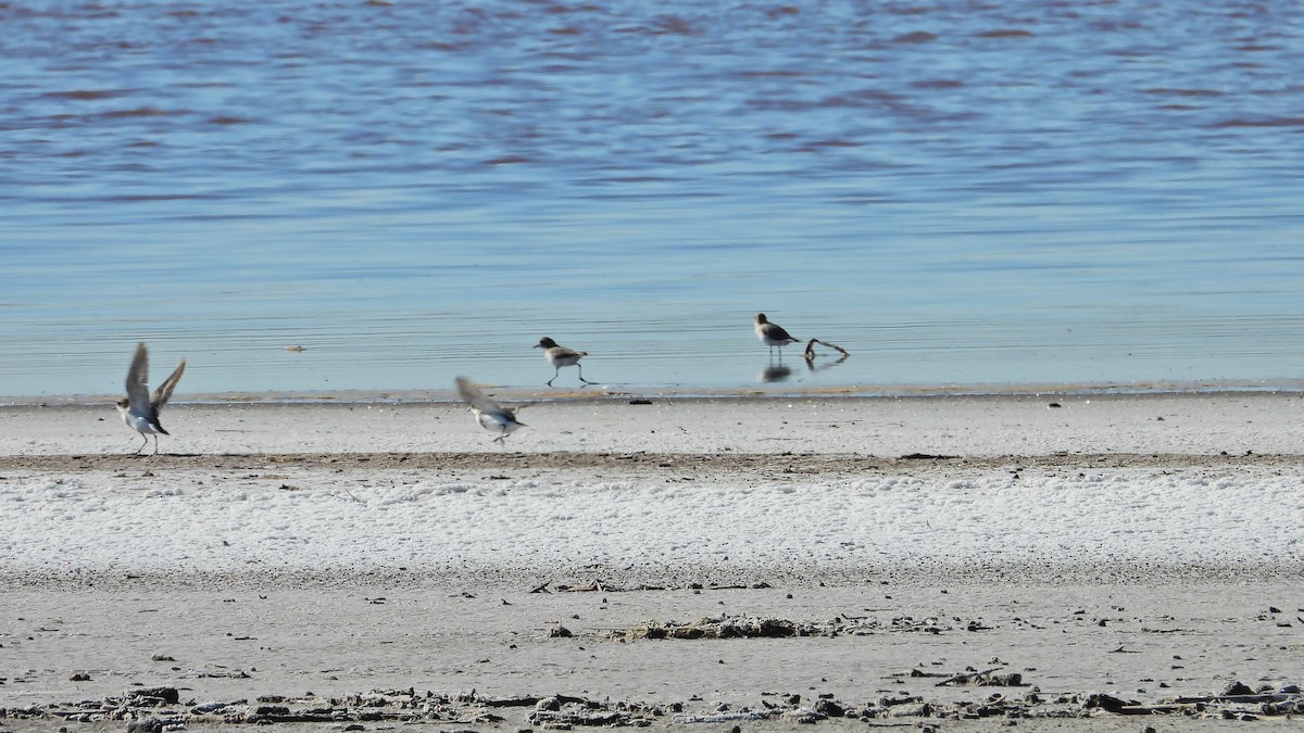 Two-banded Plover - Hugo Valderrey