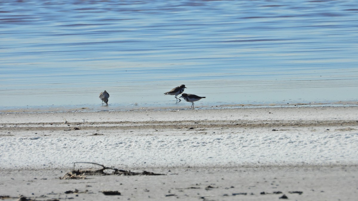 Two-banded Plover - Hugo Valderrey