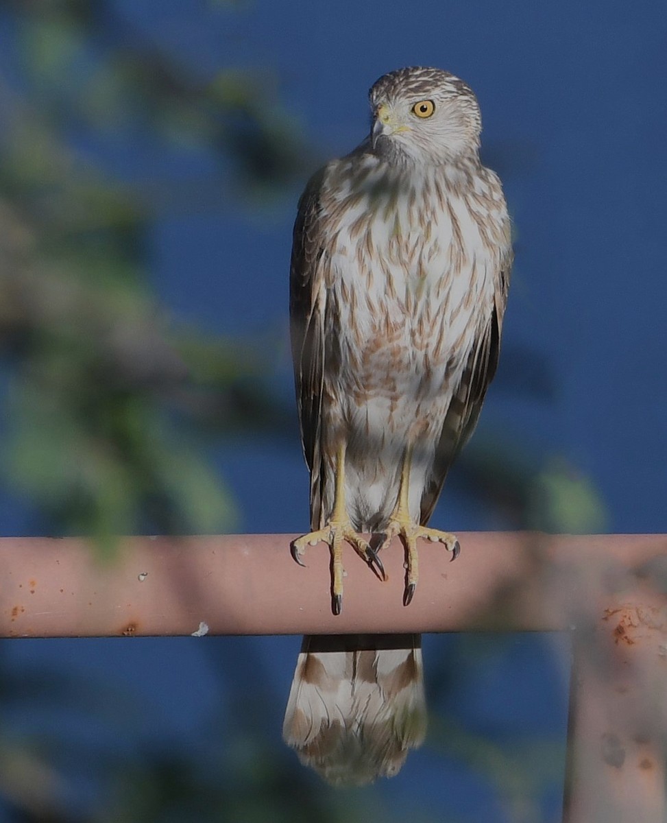 Cooper's Hawk - ML619496268