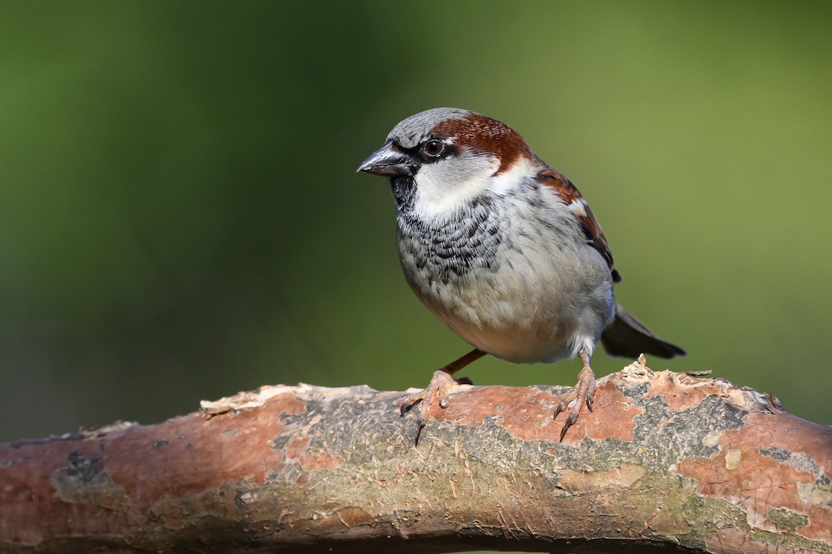 House Sparrow - Stephen Davies