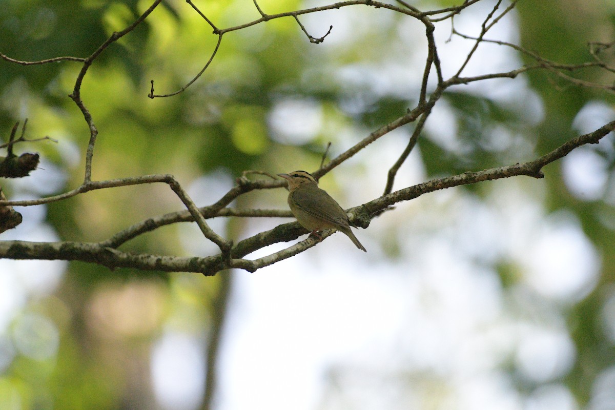 Worm-eating Warbler - Larisa Prezioso